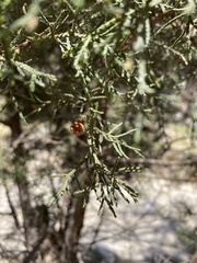 Walshomyia juniperina