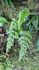 Asplenium ritoense