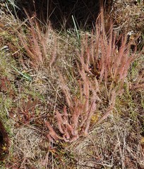Drosera filiformis
