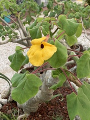 Uncarina grandidieri
