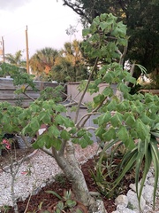 Uncarina grandidieri