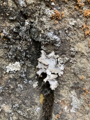 Dermatocarpon reticulatum