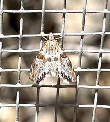 Petrophila jaliscalis