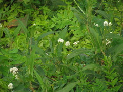 Persicaria stelligera