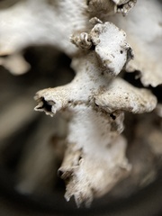 Dermatocarpon reticulatum