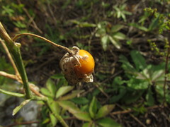Physalis viscosa