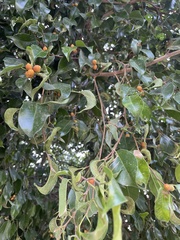 Ficus benjamina