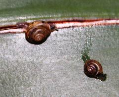 Sheldonia