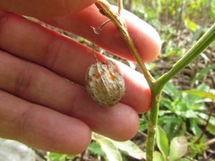 Physalis viscosa