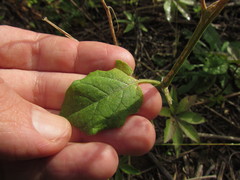 Physalis viscosa