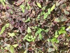 Oxalis triangularis