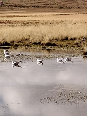 Chroicocephalus serranus