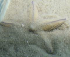 Astropecten irregularis pontoporeus
