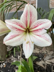 Hippeastrum