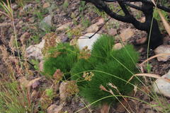 Nanobubon strictum