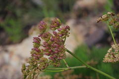 Nanobubon strictum