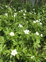 Anemonastrum canadense