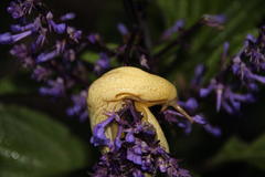 Elisolimax flavescens