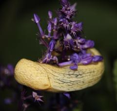 Elisolimax flavescens