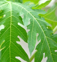 Carica papaya