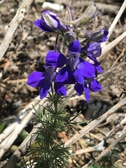 Delphinium ajacis