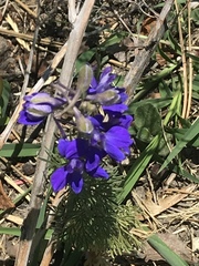 Delphinium ajacis