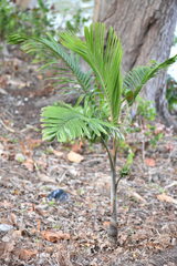 Areca catechu