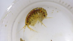 Gammarus fasciatus
