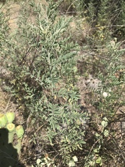 Indigofera lindheimeriana