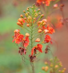 Caesalpinia pulcherrima