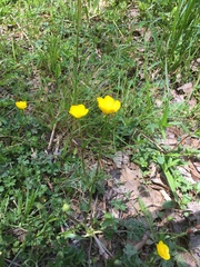 Ranunculus multifidus
