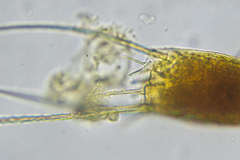 Kellicottia longispina