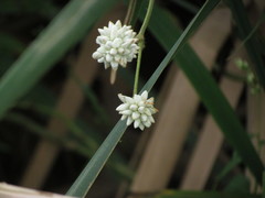 Persicaria stelligera