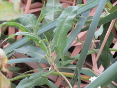 Persicaria stelligera