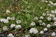 Lepidium heterophyllum