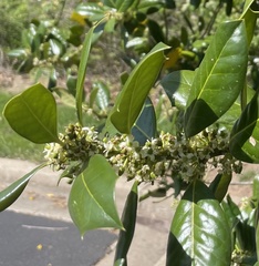 Ilex cornuta