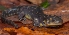 Tiger Salamander photo 2