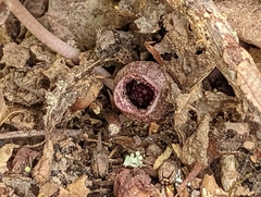 Hexastylis virginica