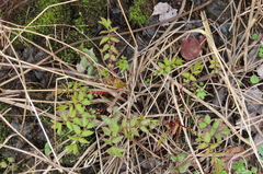 Filipendula ulmaria