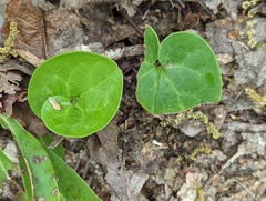 Hexastylis virginica
