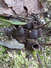 Hexastylis virginica