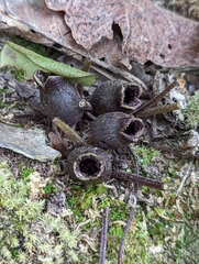 Hexastylis virginica