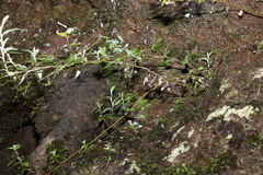 Ozothamnus whitei