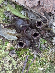 Hexastylis virginica