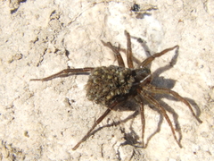 Diapontia uruguayensis