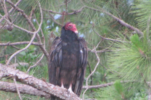 Cathartes aura image