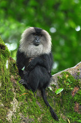 Macaca silenus