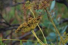 Glia prolifera