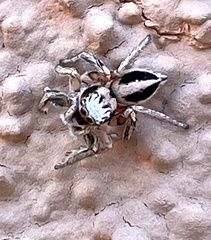 Habronattus virgulatus