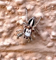 Habronattus virgulatus